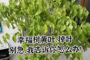 为什么叶子会一片一片地掉落？怎样才能解决这个问题？
