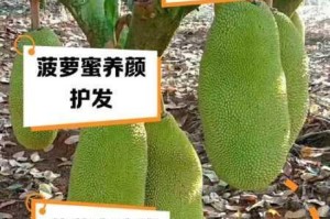 菠萝蜜视频在线观看：为何无法播放？怎样解决？