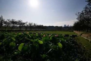 为什么小辣椒福湿地福利院入口难觅？如何找到它？