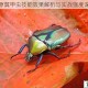 我的起源翼甲虫技能效果解析与实战强度深度测评