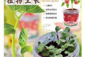 为什么看了那么多视频，还是学不会草莓向日葵的种植方法？