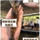 创造与魔法迷离虾王垂钓全攻略手把手教你轻松捕获稀有虾王