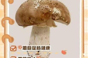 蘑菇精品在线永久免费观看，真的可信吗？