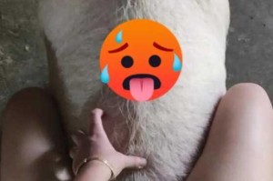 女人与公猪交交 zozo 会怀孕吗？