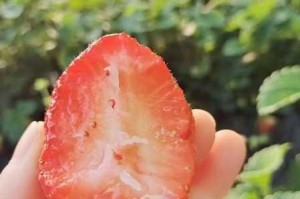 九九甜草莓产区的草莓为什么这么甜？产区有何独特之处？