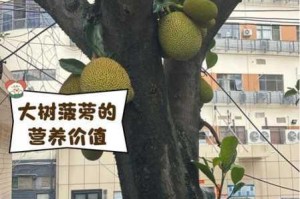 大菠萝引入口怎么找？
