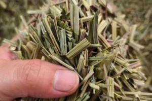 生化危机 4 重制版中绿草药使用时需特别留意的要点有哪些