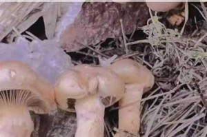 蘑菇精品在线永久视频：为什么我找不到？如何找到蘑菇精品在线永久视频？怎样获取蘑菇精品在线永久视频？