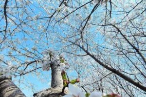 为什么樱花视频会泛黄？该如何解决？