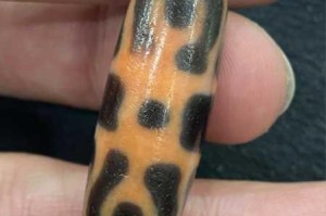 为什么网上很少有肉莲法器图片？哪里可以找到肉莲法器图片？如何正确看待肉莲法器图片？