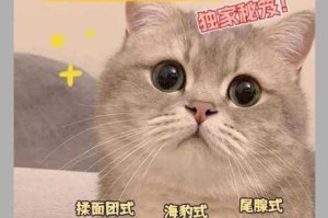 鸣潮帮小棠找猫任务全流程攻略 快速完成技巧与寻猫步骤详解