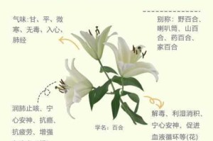 为什么百合会让你感到爽躁多水且快速深入？