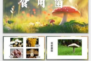 蘑菇在线免费观看高清 ppt，为何-如何-怎样实现？