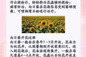 向日葵为什么要看污片？会有什么影响？如何避免？