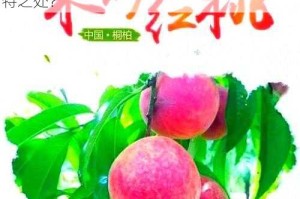 为什么红桃视频独受自偷国青睐？如何看待自偷国偷取红桃视频？红桃视频究竟有何独特之处？