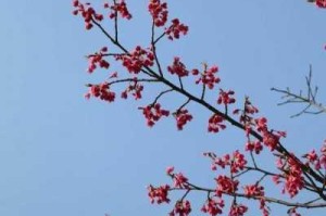 为什么找不到 a 樱花精品利院入口？如何快速找到 a 樱花精品利院入口？怎样进入 a 樱花精品利院？