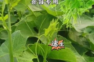 为什么丝瓜草莓 ios 如此受欢迎？如何使用丝瓜草莓 ios？丝瓜草莓 ios 有哪些优势？