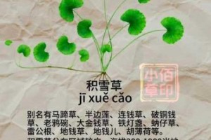 为什么爱草网能提供全面的草类知识？如何在爱草网获取专业的草类信息？爱草网的草类知识库有什么独特之处？