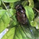 夏日蝉鸣时昭和回忆录