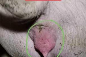 为什么女人会和公猪进行内谢行为？女人和公猪交内谢有哪些危害？女人和公猪交内谢怎么办？