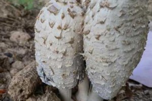 蘑菇旧版直接进入入口的原因是什么？如何找到蘑菇旧版直接进入入口？蘑菇旧版直接进入入口在哪里？