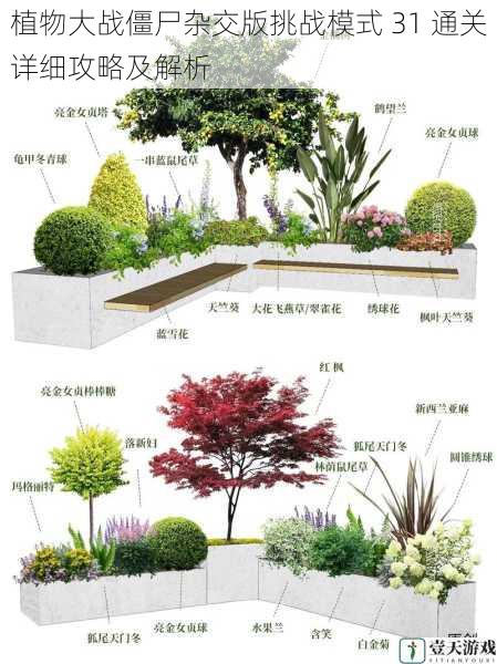 植物搭配与布局