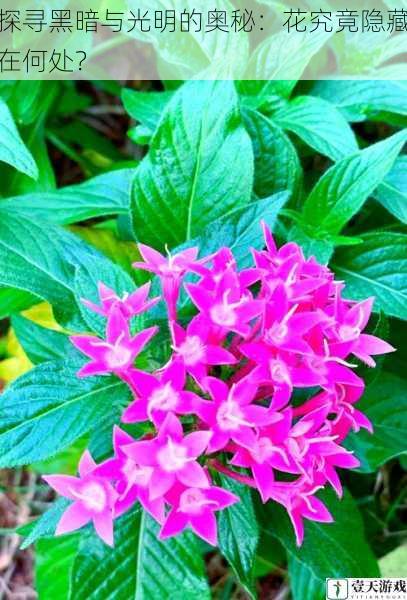 探寻黑暗与光明的奥秘:花究竟隐藏在何处?