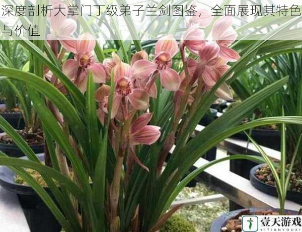 深度剖析大掌门丁级弟子兰剑图鉴,全面展现其特色与价值