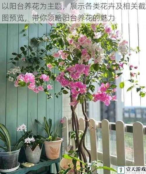 以阳台养花为主题,展示各类花卉及相关截图预览,带你领略阳台养花的魅力