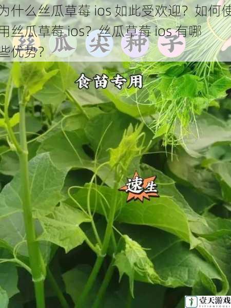 为什么丝瓜草莓 ios 如此受欢迎?如何使用丝瓜草莓 ios?丝瓜草莓 ios 有哪些优势?