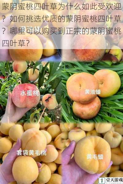 蒙阴蜜桃四叶草为什么如此受欢迎?如何挑选优质的蒙阴蜜桃四叶草?哪里可以购买到正宗的蒙阴蜜桃四叶草?