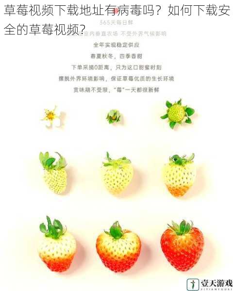 草莓视频下载地址有病毒吗?如何下载安全的草莓视频?