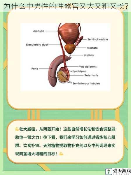 为什么中男性的性器官又大又粗又长?
