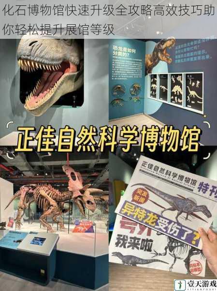 化石博物馆快速升级全攻略高效技巧助你轻松提升展馆等级