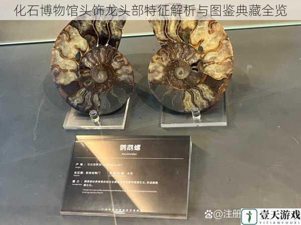 化石博物馆头饰龙头部特征解析与图鉴典藏全览