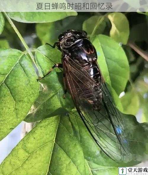 夏日蝉鸣时昭和回忆录