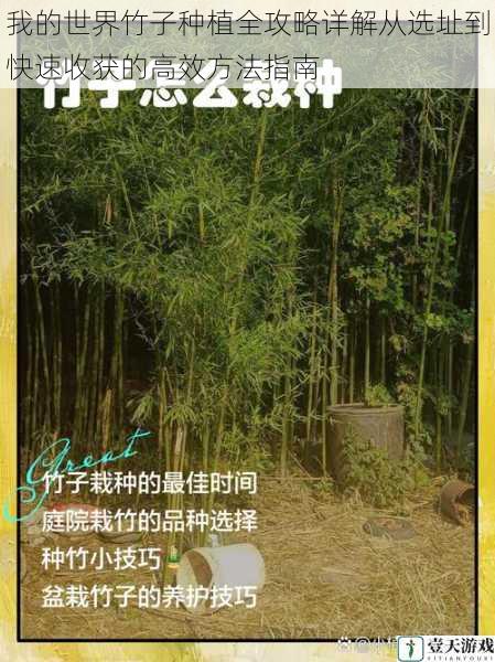 我的世界竹子种植全攻略详解从选址到快速收获的高效方法指南